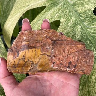 Hand holding a piece of tiger's eye against a green leafy background
