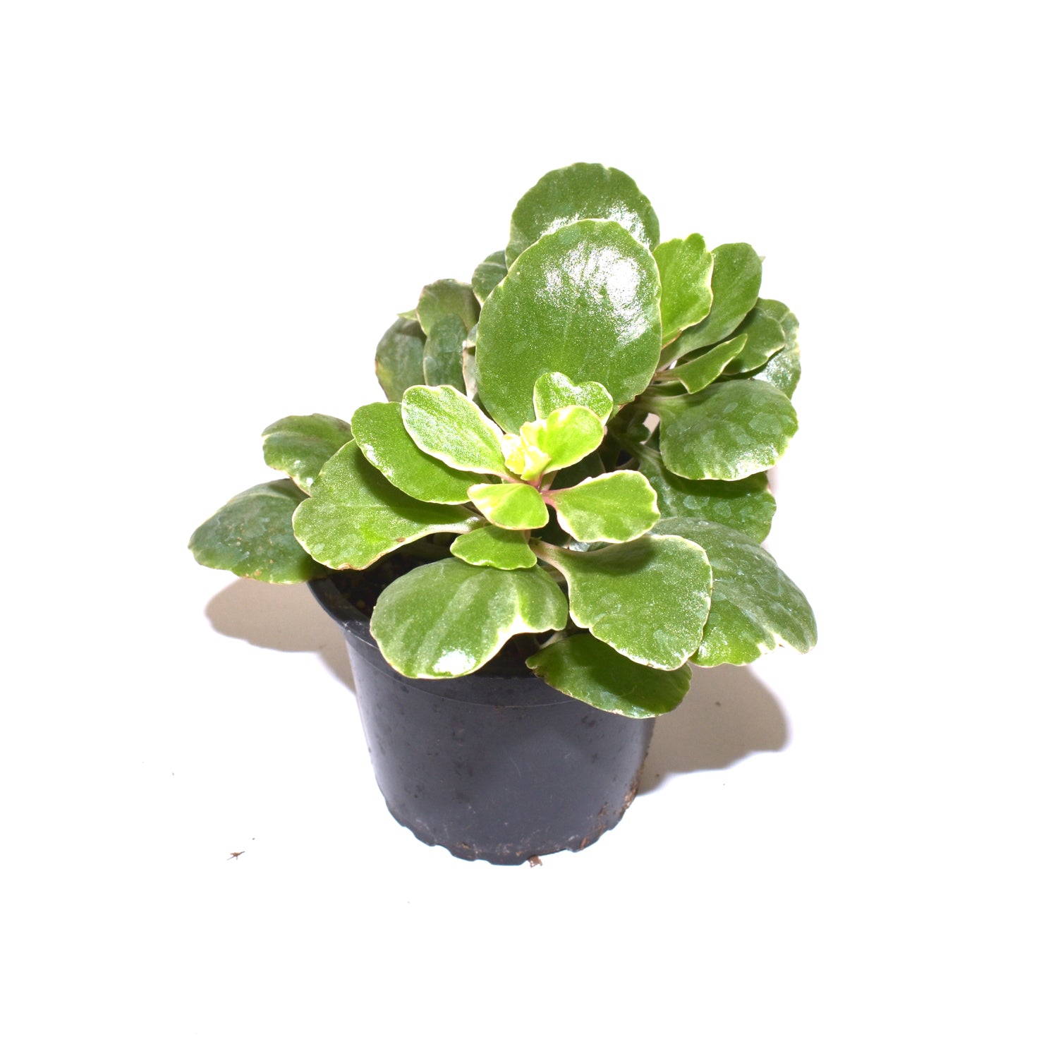 succulent kalanchoe blossfeldiana Kalanchoe blossfeldiana variegata – Steve's Leaves