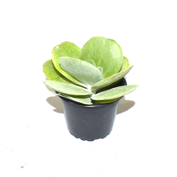 succulent with broad flat leaves Kalanchoe tetraphylla