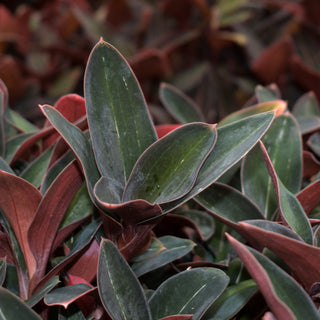 Ludisia discolor var. nigrescens