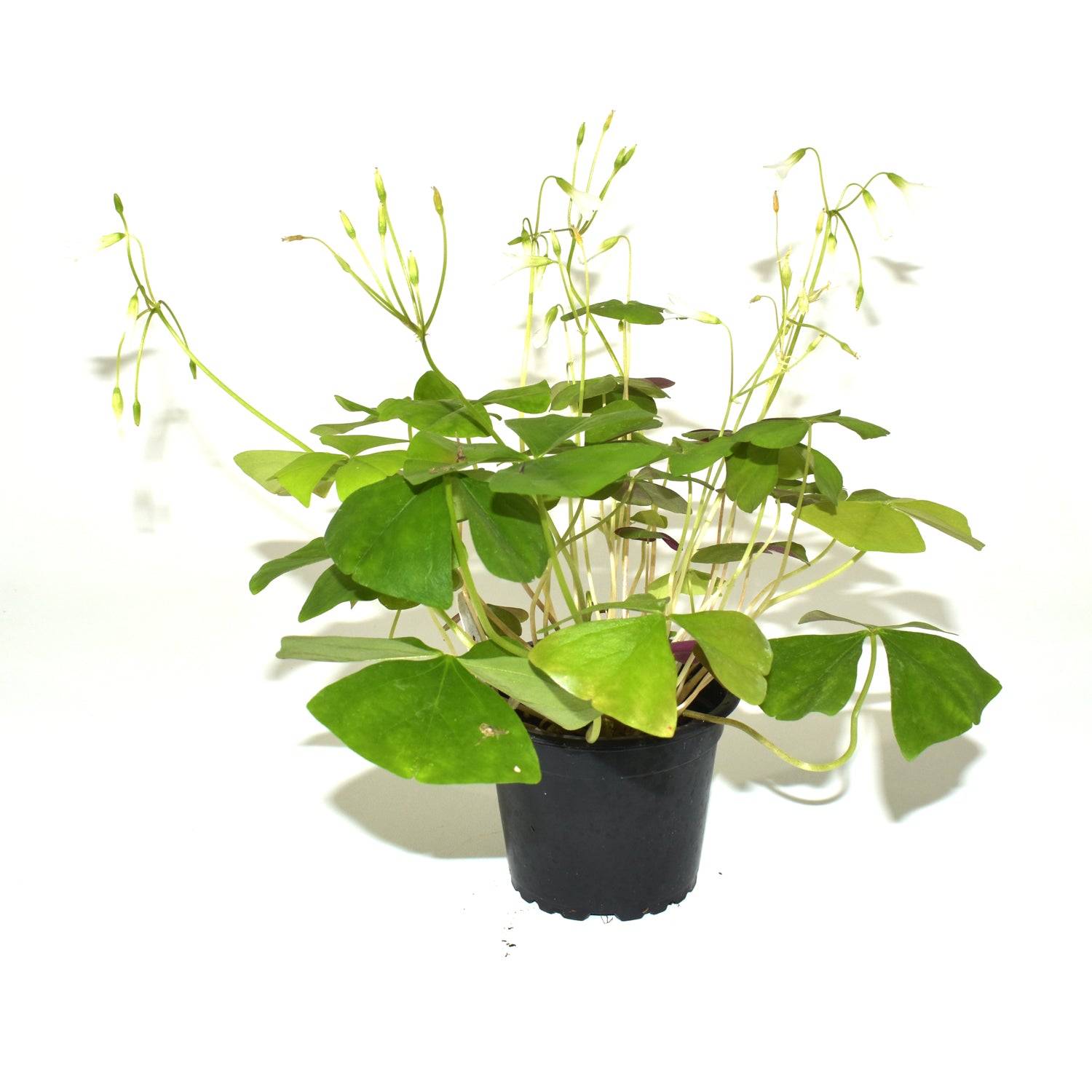 house plant with 3 leaves Oxalis regnellii – Steve's Leaves