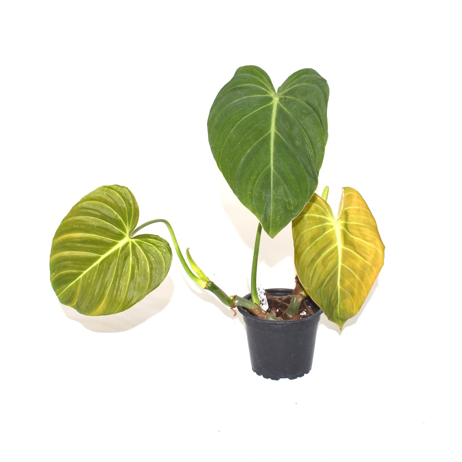 Philodendron 'Glorious' - 3.5" Pot