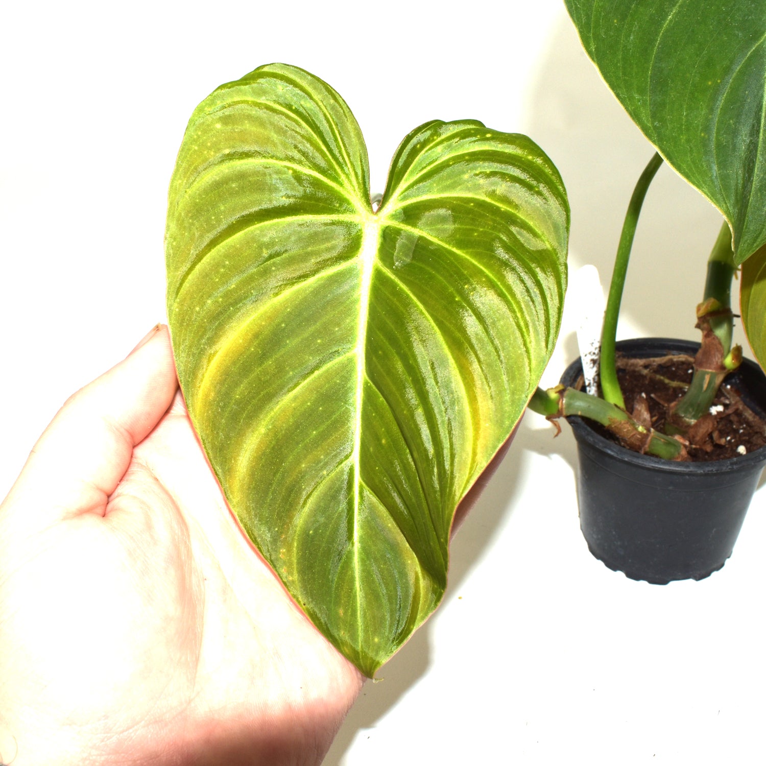 philodendron glorious Philodendron 'Glorious'