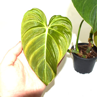 Philodendron 'Glorious' - 3.5" Pot