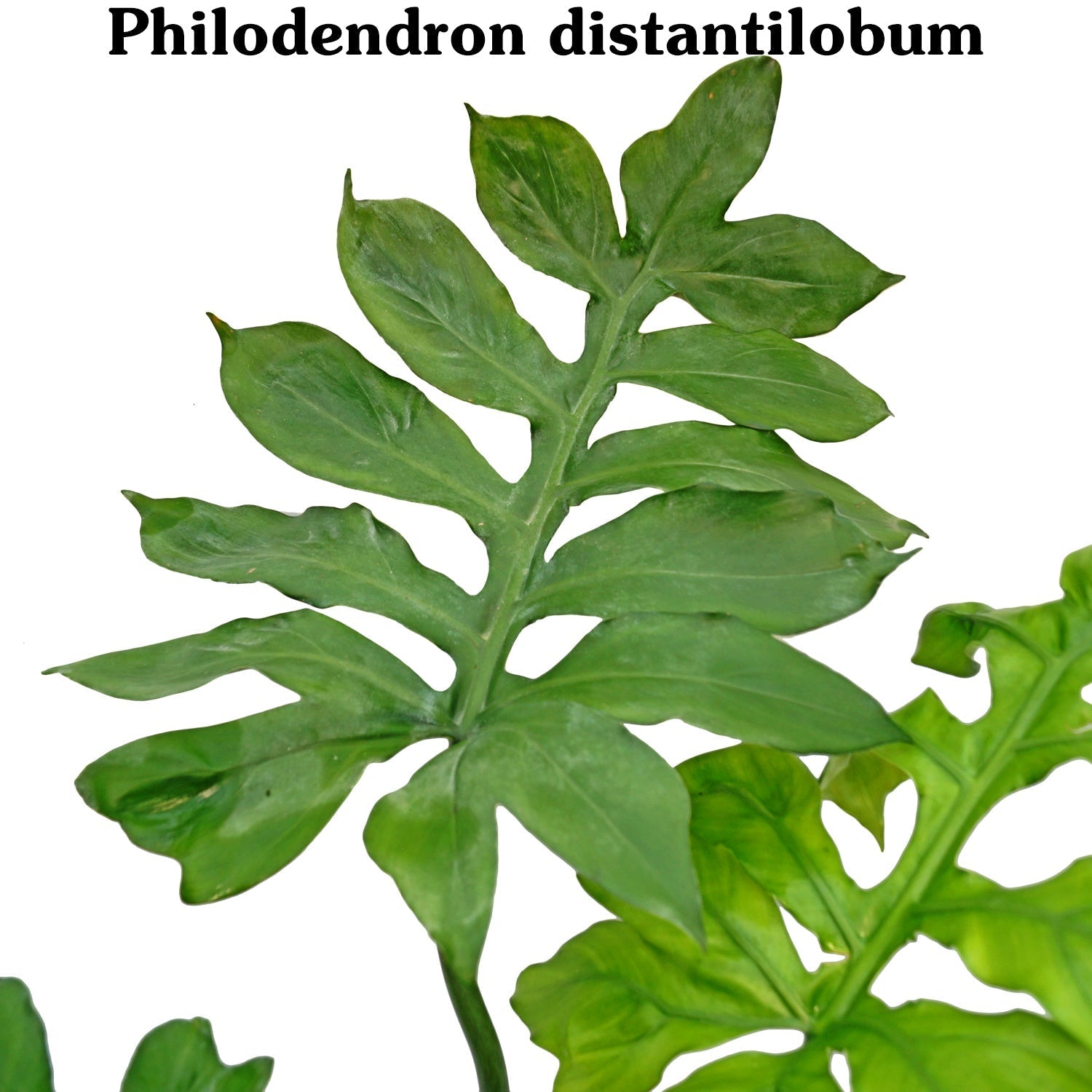prem philodendron Philodendron pedatum x distantilobum