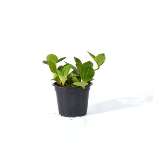 Peperomia dahlstedtii