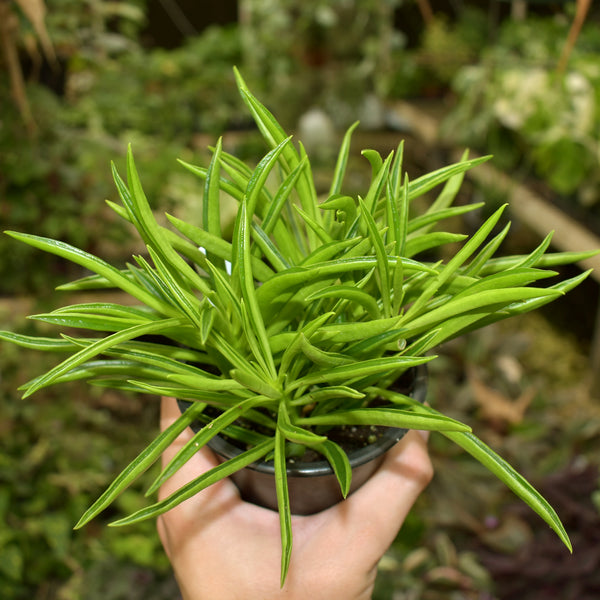 pincushion peperomia succulent Peperomia ferreyrae – Steve's Leaves