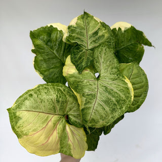 Z-2195 - Syngonium podophyllum "Orm Thong"