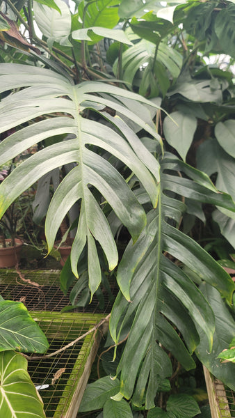 【室内管理】Monstera Borsigiana Cebublue Mint Monstera Deliciosa Borsigiana Mint Variegata| Rare Monstera