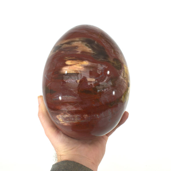 ezrabrown BEST DAY EVERソフビ Polished Petrified Wood Egg (11.7 lbs _ S-38) – Steve's Leaves