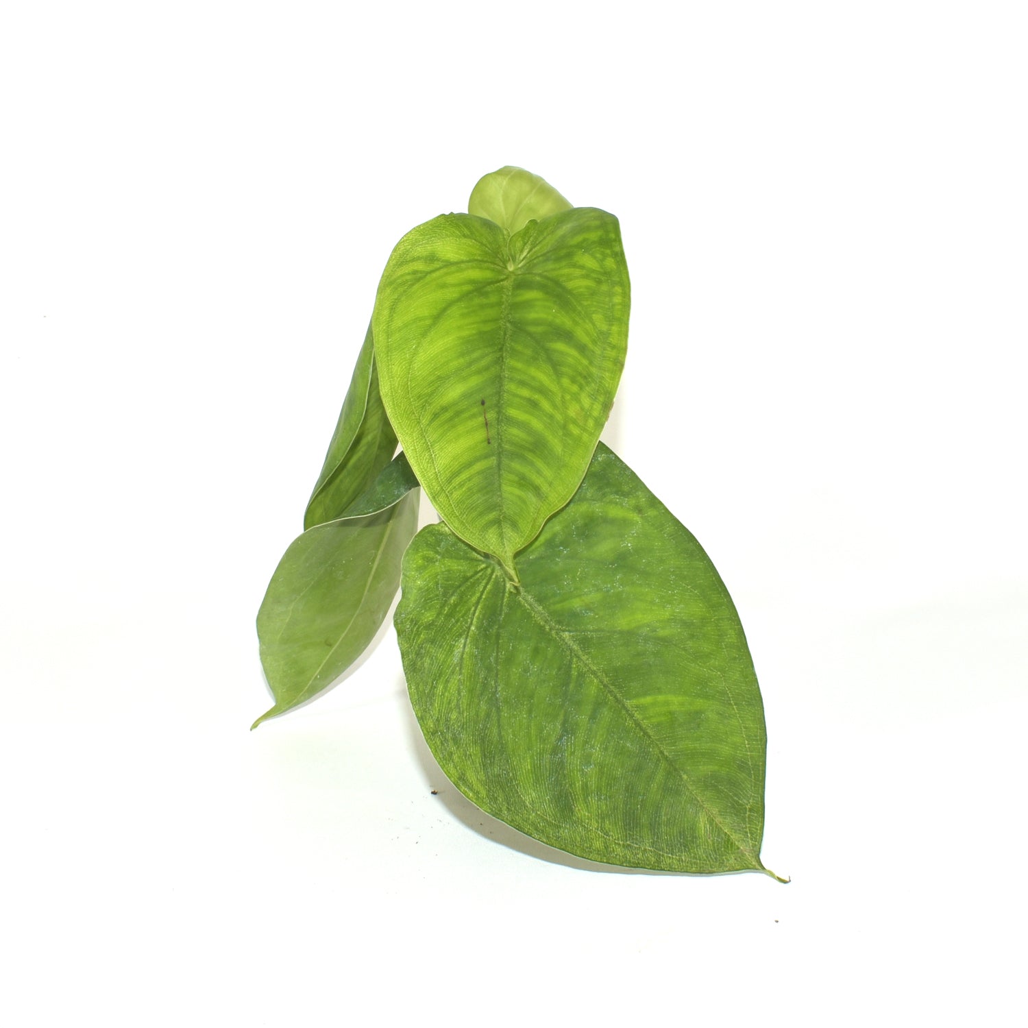 frosted heart philodendron Syngonium chiapense 'Frosted Heart'