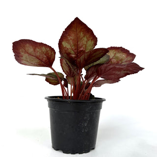 Begonia 'Steve's Leaves Overspray'