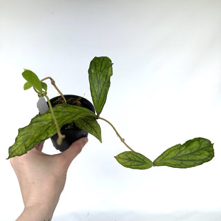 Z-2256 - Hoya sp. Tanggamus