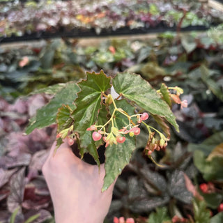 Begonia borneensis
