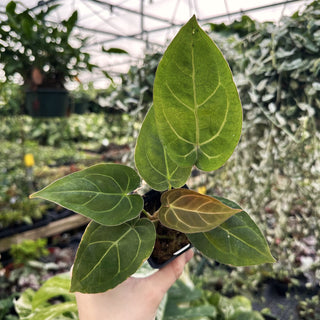 Anthurium 'Tezula Dreamweaver'/dorayaki x Variegated ('Ace of Spades'/papillilaminum)