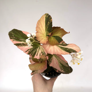 Begonia ‘Withlacoochee’ (Variegated) [#898]
