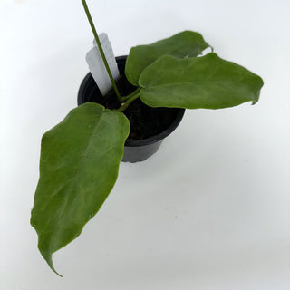 Z-2217 - Hoya ‘Kaimuki’ **NEW Release**