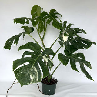 Z-2151 - Monstera deliciosa var. borsigiana albo-variegata