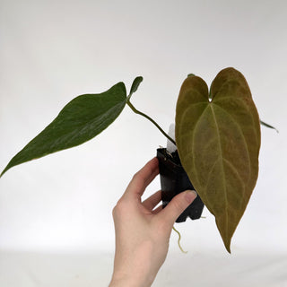 Z-2158 - Anthurium crystallinum x nigrolaminum 'Gigi'