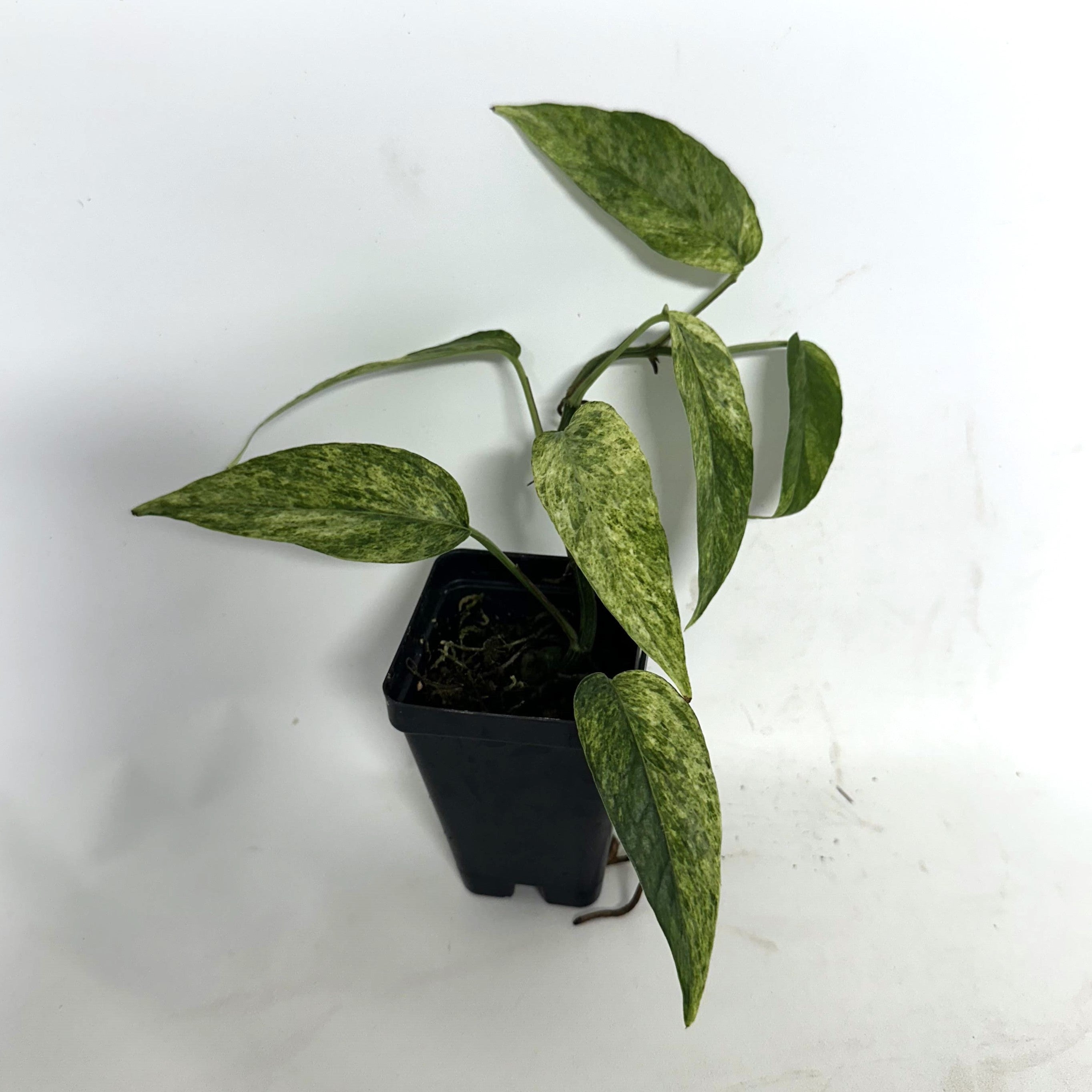 cebu blue philodendron variegated Epipremnum pinnatum "Cebu Mint"