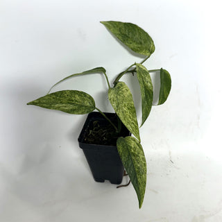 Epipremnum pinnatum "Cebu Mint"