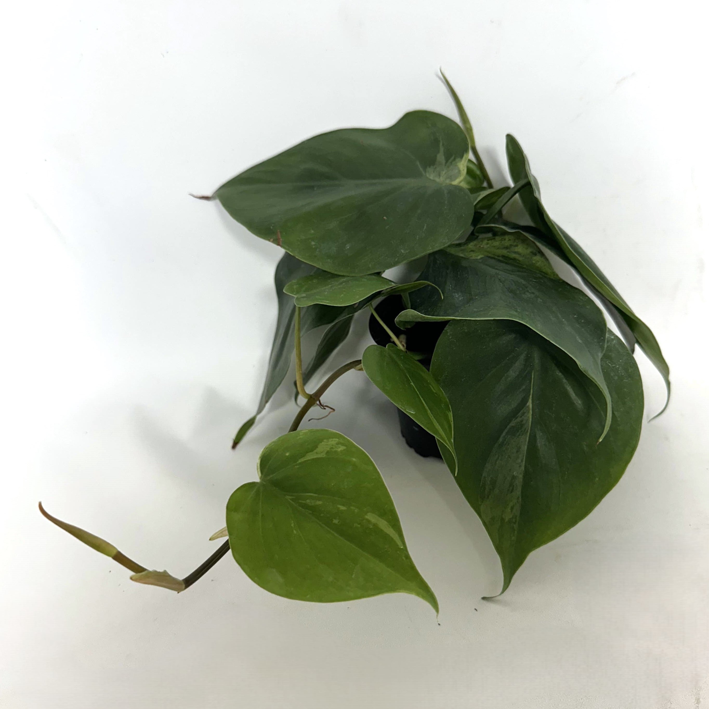 philodendron color Philodendron hederaceum variegata (low color)