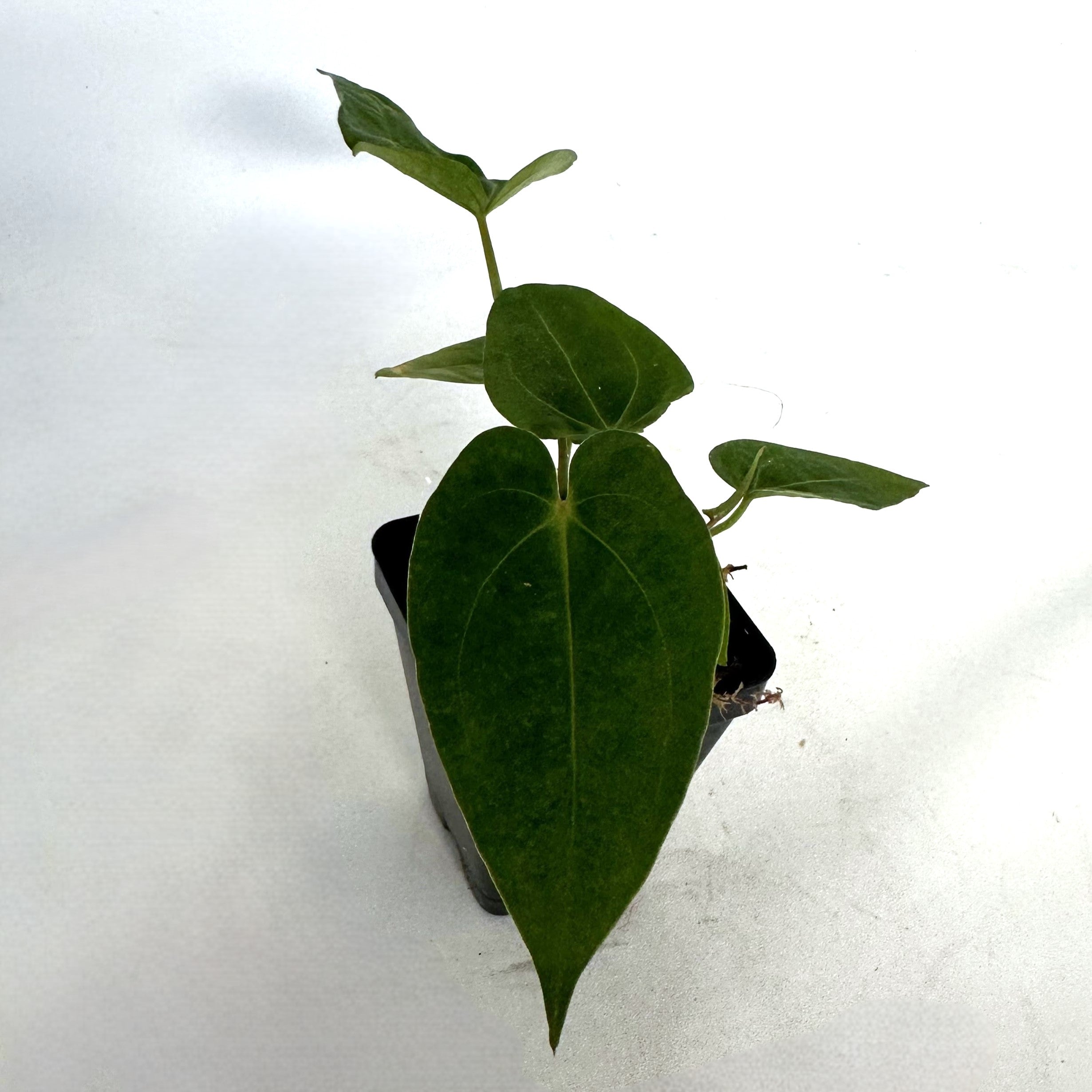 anthurium papillilaminum x magnificum Anthurium magnificum x papillilaminum – Steve's Leaves