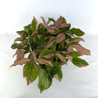 Syngonium podophyllum 'Pink Splash' - 6" Hanging Basket