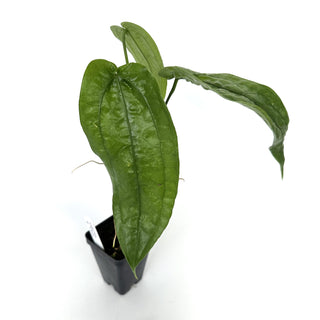 Anthurium sp. 'Limon'