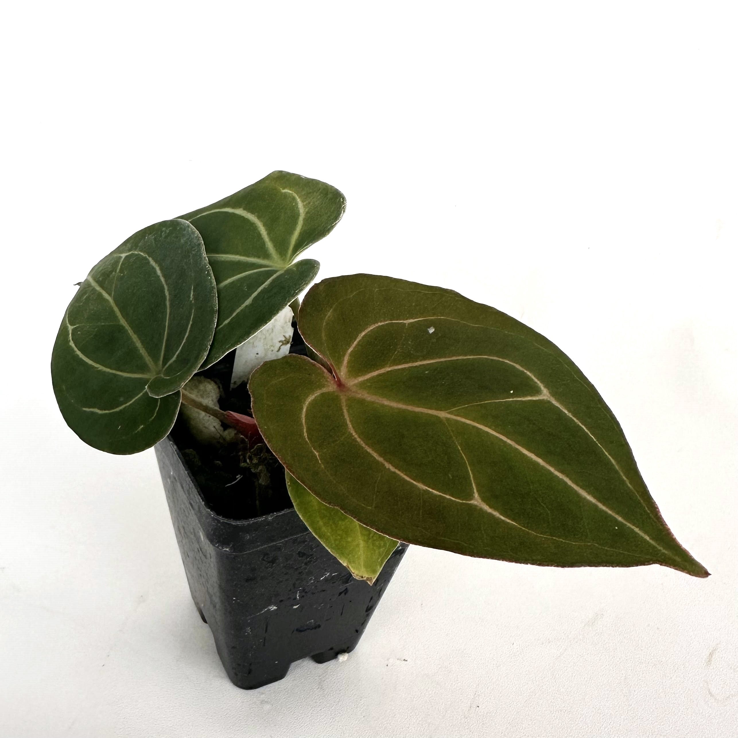 king of spades philodendron Anthurium 'King of Spades' x 'Doc Block F2' – Steve's Leaves