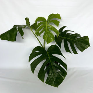 Z-2208 - Monstera deliciosa var. borsigiana albo-variegata