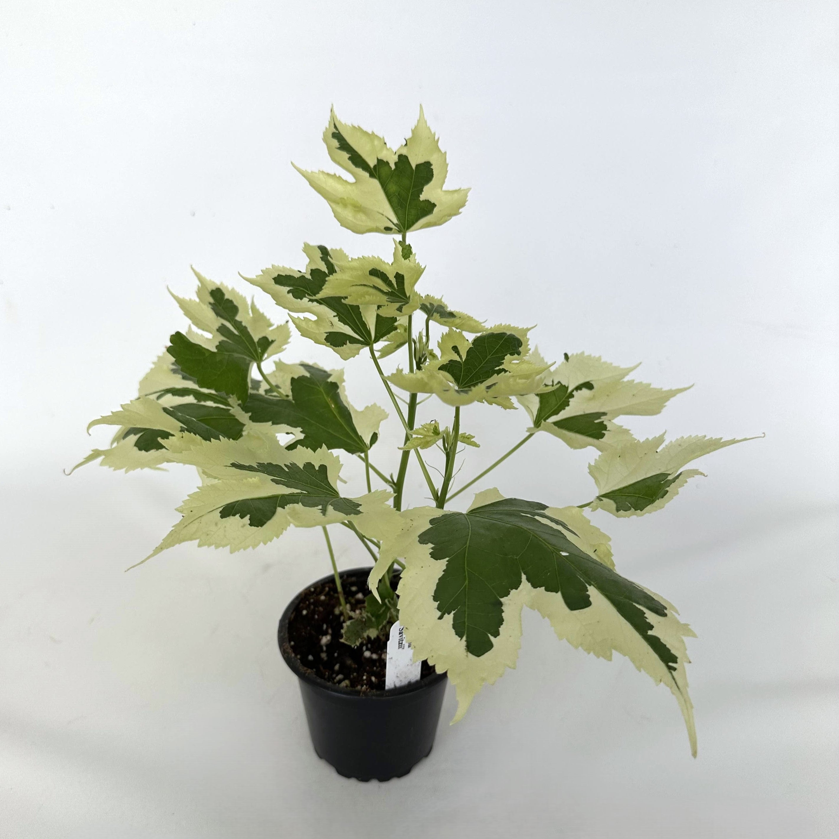 house plant that looks like maple leaf Abutilon 'Savitzii'