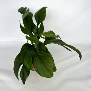 Z-2248 - Monstera dissecta