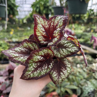 Begonia 'Black Beauty'