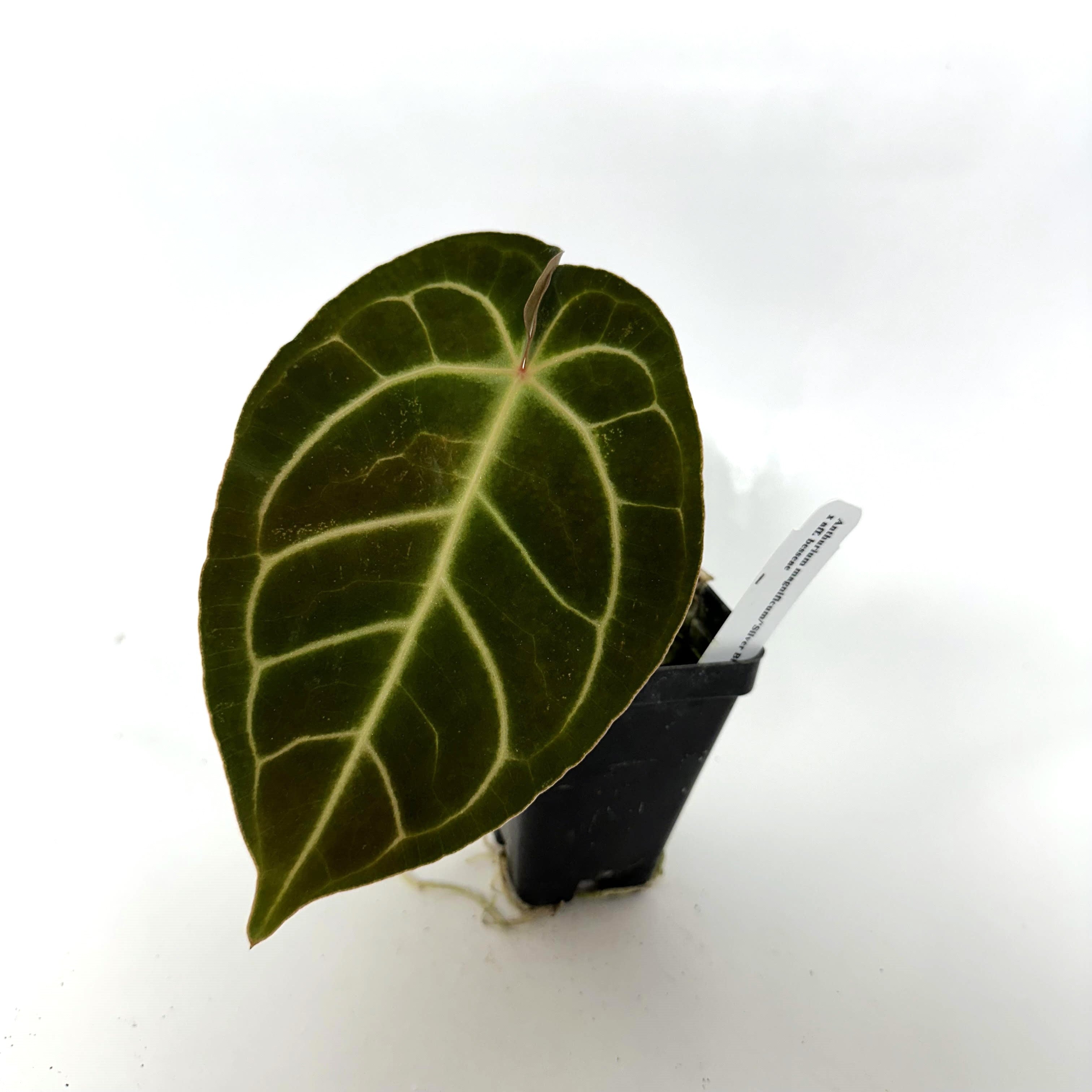 anthurium silver bush Anthurium magnificum/'Silver Blush' x aff. besseae