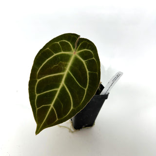 Anthurium magnificum/'Silver Blush' x aff. besseae