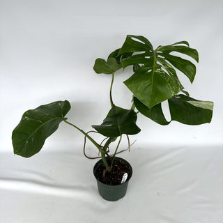 Z-2270 - Monstera deliciosa var. borsigiana albo-variegata