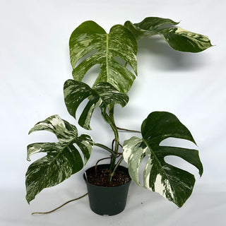 Z-2209 - Monstera deliciosa var. borsigiana albo-variegata