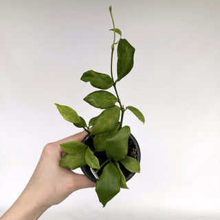 Z-2173 - Hoya oblongata