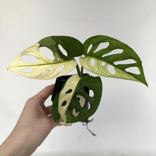 Z-2216 - Monstera adansonii albo-variegata