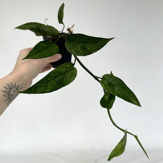 Z-2161 - Epipremnum pinnatum "Cebu Mint"