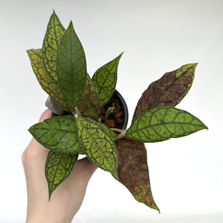 Z-2172 - Hoya finlaysonii