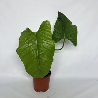 Z-2127 - Philodendron genevievianum