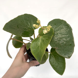Z-2137 - Begonia kuhlmannii **NEW Release**