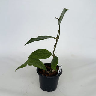 Z-2175 - Hoya sp. Germany