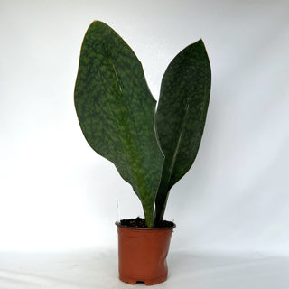 Z-2299 - Sansevieria masoniana