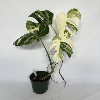 Z-2266 - Monstera deliciosa var. borsigiana albo-variegata