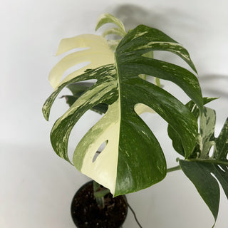 Z-2237 - Monstera deliciosa var. borsigiana albo-variegata