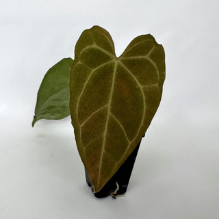 Anthurium 'Big Bertha' x unknown