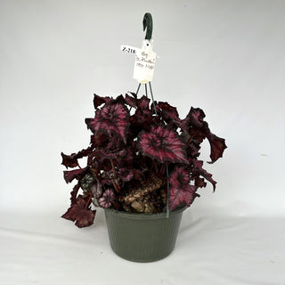Z-2181 - Begonia 'Steve's Leaves Phantom' - 10in Hanging Basket **NEW**